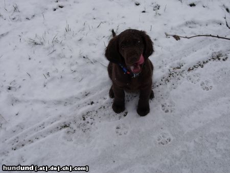 Flat Coated Retriever Ares mit 10 Wochen