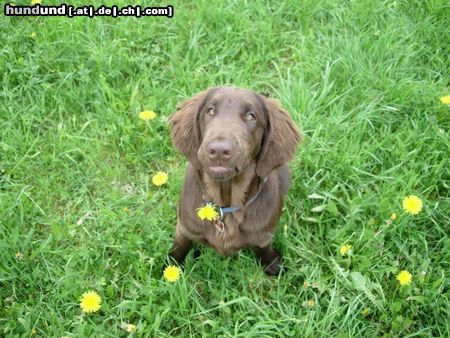 Flat Coated Retriever Ares mit 21 Wochen