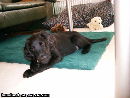 Flat Coated Retriever Gemütlich