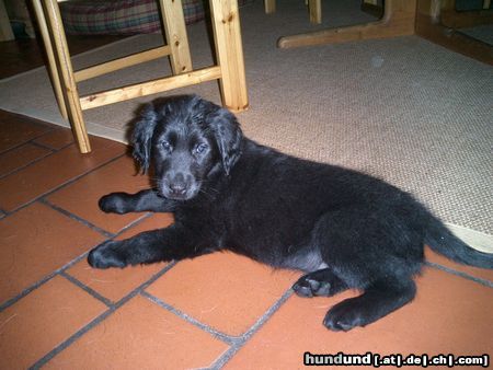 Flat Coated Retriever