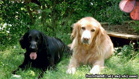 Flat Coated Retriever Brasca und Chester