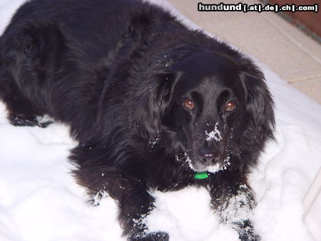 Flat Coated Retriever Mickey, Du warst mein ganzes Glück!