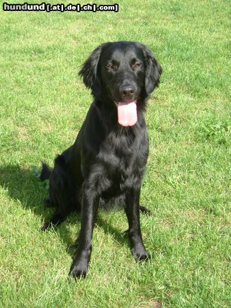 Flat Coated Retriever Joy