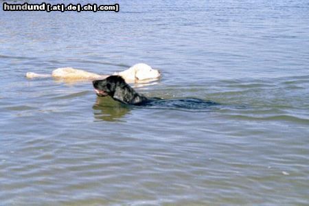 Flat Coated Retriever Danny (Golden Retriever) und Elvis (Flat) in der Nordsee