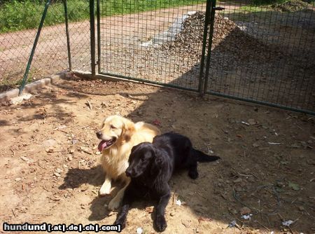 Flat Coated Retriever