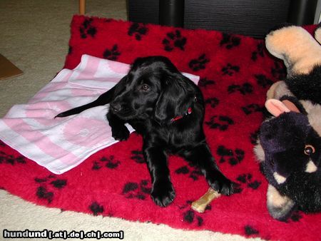 Flat Coated Retriever Zoi mit 8 Wochen (eine sehr sehr brave und gelehrige Hündin)