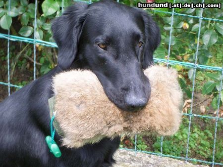 Flat Coated Retriever Belinda Francis von Helping Hounds