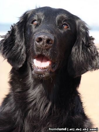 Flat Coated Retriever Ebony