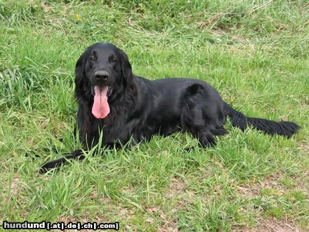 Flat Coated Retriever Wo ist der Ball?