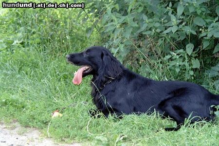 Flat Coated Retriever Elvis