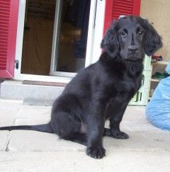 Flat Coated Retriever