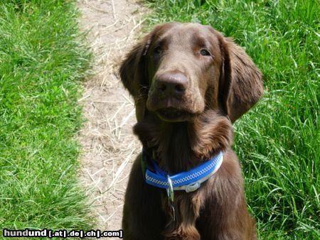 Flat Coated Retriever Ares mit 31 Wochen