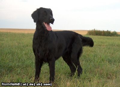 Flat Coated Retriever REKLAMA Canes Beati