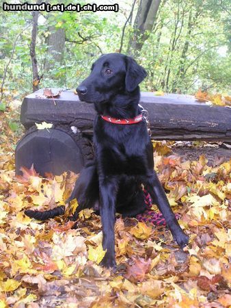 Flat Coated Retriever Hessi z Kroukartí