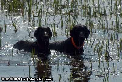 Flat Coated Retriever REKLAMA Canes Beati & Sniffens STAR PRINCESS