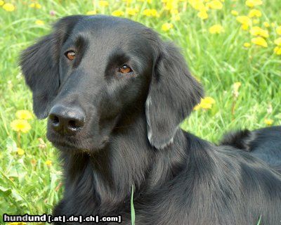 Flat Coated Retriever REKLAMA Canes Beati