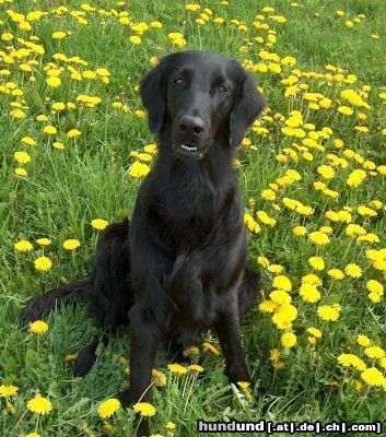 Flat Coated Retriever REKLAMA Canes Beati