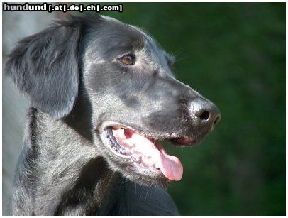 Flat Coated Retriever REKLAMA Canes Beati