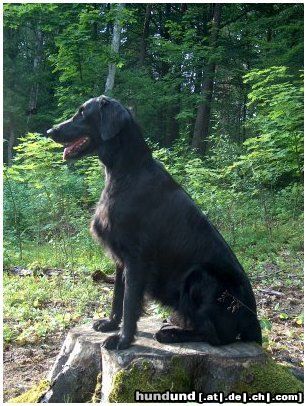 Flat Coated Retriever REKLAMA Canes Beati