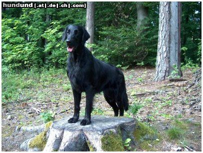 Flat Coated Retriever REKLAMA Canes Beati