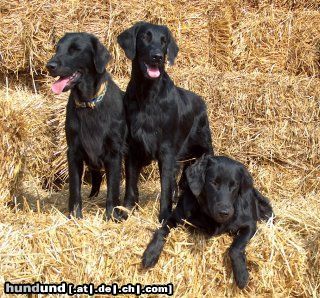 Flat Coated Retriever Ada, Afera & Mona