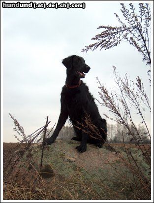 Flat Coated Retriever Afera