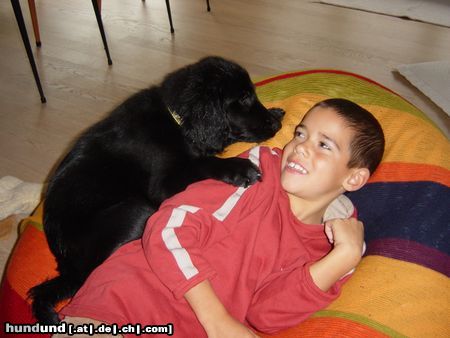 Flat Coated Retriever unsere Pinka ist überaus kinderfreundlich