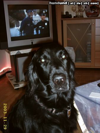 Flat Coated Retriever