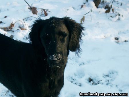 Flat Coated Retriever Schnee