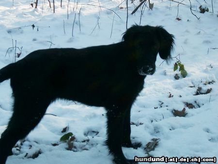 Flat Coated Retriever Schnee