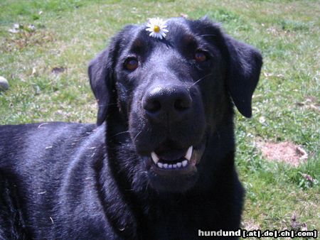 Flat Coated Retriever Unsere Gina