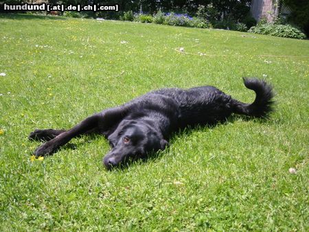 Flat Coated Retriever