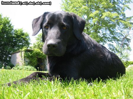 Flat Coated Retriever es ging mir niemals besser