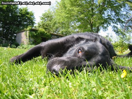 Flat Coated Retriever mmh... ich liebe es hier!