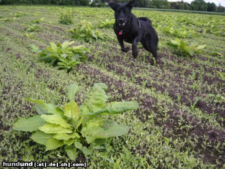 Flat Coated Retriever ....und action!....