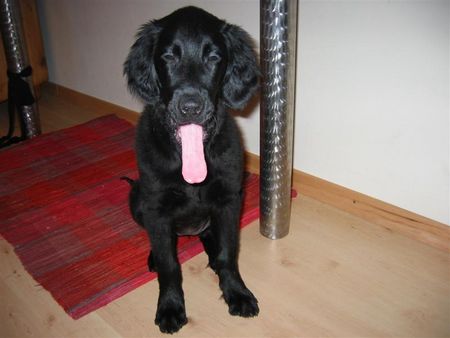 Flat Coated Retriever Wohin mit dieser langen Zunge ??????