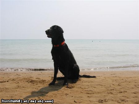 Flat Coated Retriever das erste mal am meer :O))