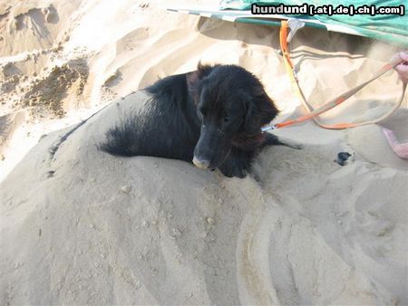 Flat Coated Retriever das erste mal am meer :O))