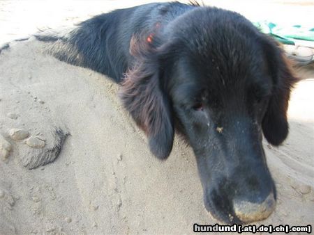 Flat Coated Retriever das erste mal am meer :O))