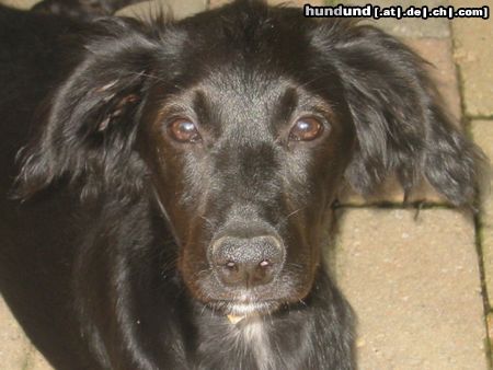 Flat Coated Retriever Josefina Flat Mix