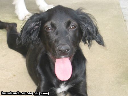 Flat Coated Retriever Josefina Flat Mix