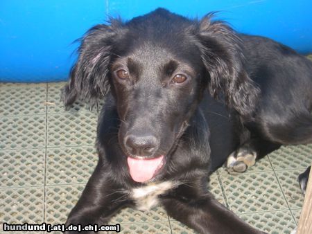 Flat Coated Retriever Josefina Flat Mix