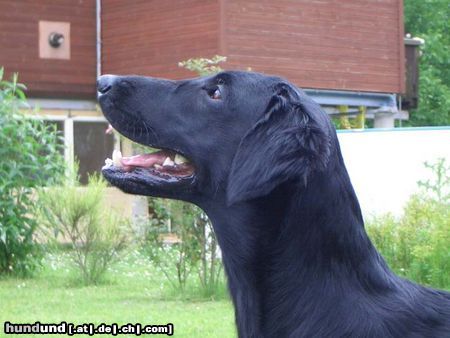 Flat Coated Retriever Belinda Francis von Helping Hounds