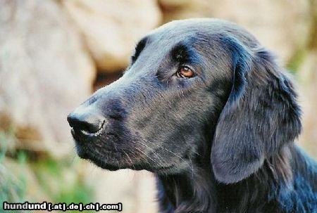 Flat Coated Retriever Flatcoated Retriever Luna 18.03.99