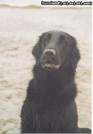 Flat Coated Retriever