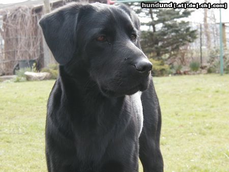 Flat Coated Retriever black beauty (gina)