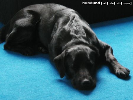 Flat Coated Retriever black beauty (gina)