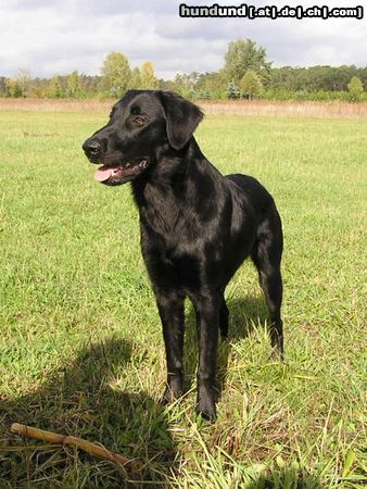 Flat Coated Retriever Hessi z Kroukartí