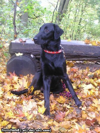 Flat Coated Retriever Hessi z Kroukartí