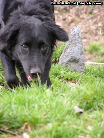 Flat Coated Retriever gleich hab ich dich